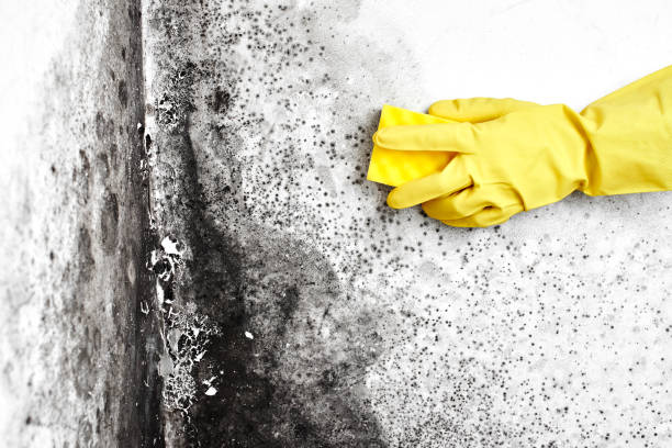 Professional Mold Remediation in Lake Pocotopaug, CT